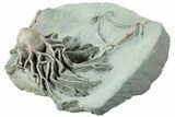 Fossil Crinoid (Arthroacantha) - Arkona, Canada #231927-1